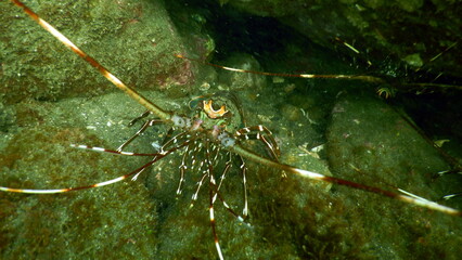 Costa Rica Pacific sea life