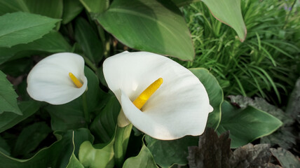 Zantedeschia aethiopica or Calla aethiopica white flower.