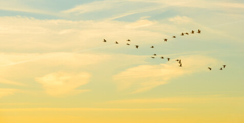 Fototapeta na wymiar Flock of birds flying in a blue sky in sunlight at sunrise in winter, Almere, Flevoland, The Netherlands, February 8, 2023