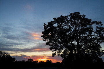 Fototapeta na wymiar Silhouette of large tree and sunset background