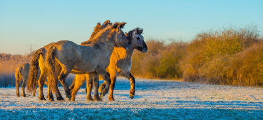 Horses in a grassy frosty white field along a frozen lake in bright sunlight at sunrise below a blue sky in winter, Almere, Flevoland, The Netherlands, February 8, 2023 © Naj