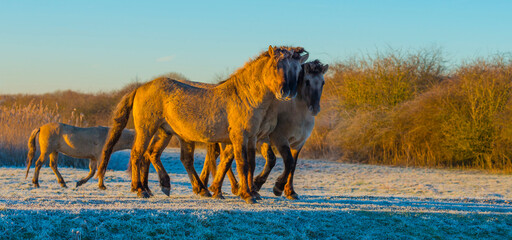 Horses in a grassy frosty white field along a frozen lake in bright sunlight at sunrise below a blue sky in winter, Almere, Flevoland, The Netherlands, February 8, 2023 © Naj