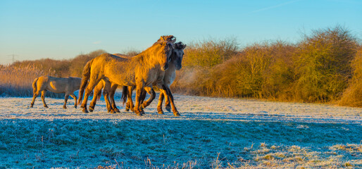 Horses in a grassy frosty white field along a frozen lake in bright sunlight at sunrise below a blue sky in winter, Almere, Flevoland, The Netherlands, February 8, 2023 © Naj