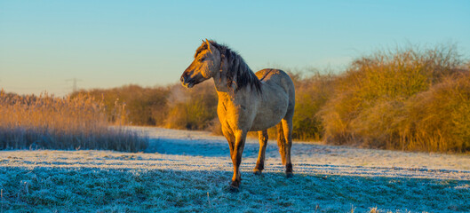 Horse in a grassy frosty white field in bright sunlight at sunrise below a blue sky in winter, Almere, Flevoland, The Netherlands, February 8, 2023