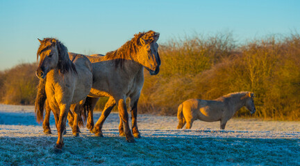 Horses in a grassy frosty white field along a frozen lake in bright sunlight at sunrise below a blue sky in winter, Almere, Flevoland, The Netherlands, February 8, 2023 © Naj