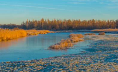 Fototapeta premium Reed along the edge of a frozen lake under a blue sky in sunlight at sunrise in winter, Almere, Flevoland, The Netherlands, February 8, 2023
