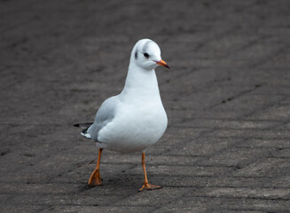 Black-headed gull in winter walks in the city's park at Limerick, in Ireland