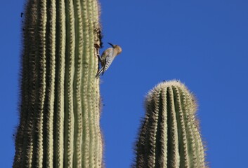 cactus in desert