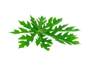 Papaya leaf isolated on  transparent png