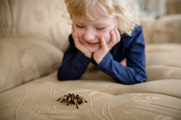 A little girl without arachnophobia is playing with a pet spider tarantula at home on the couch