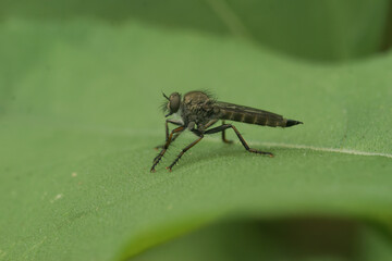 Closeup on a Kite-tailed Robberfly, Machimus atricapillus, sitting on green leaf in the garden