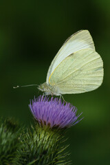 Naklejka premium A closeup of adorable Green-veined white butterfly on purple thistle flower