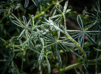 Lupin Leaves Covered In Morning Frost