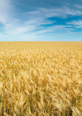 Beautiful summer yellow wheat field and blue sky above. It is a ukrainian flag colors.