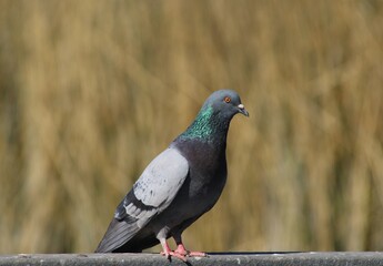 pigeon on the ground