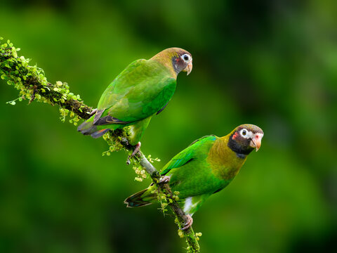 Two Brown-hooded Parrots on mossy stick portrait in Costa Rica