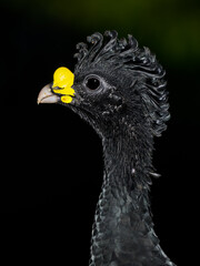 Male Great Curassow closeup portrait against dark green background in Costa Rica