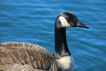 country goose branta canadensis