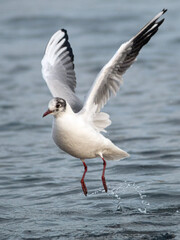 Fototapeta na wymiar Close-up of Black-headed Gull in winter, Chroicocephalus ridibundus flying close over the water shot from the front