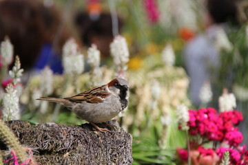 花の近くにいる「スズメ」