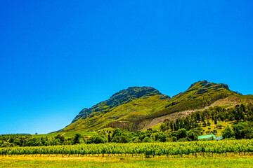 Fototapeta na wymiar vineyard and mountains in south african stellenbosch wine country
