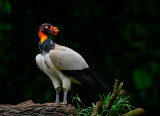 King Vulture standing on log, portrait against dark green background