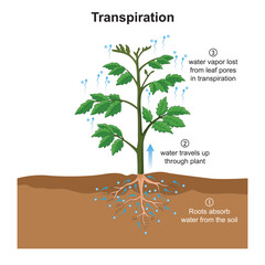 Scientific Designing of Transpiration Process in Plants. Vector Illustartion.