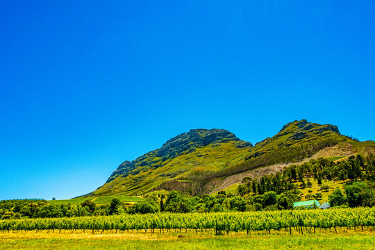 Vineyard And Mountains In South African Stellenbosch Wine Country