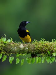 Black-cowled Oriole portrait on mossy stick against dark green background
