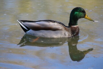 duck on the lake