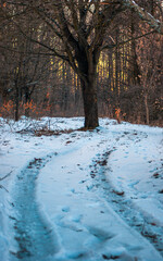 winter forest in the evening 