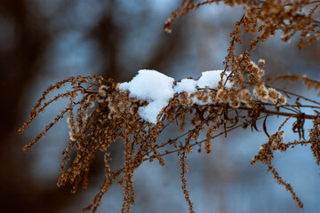 frozen snow on a branch

