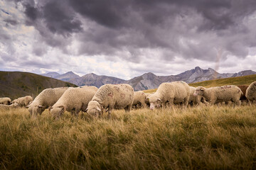 Fototapeta premium sheep in the meadow