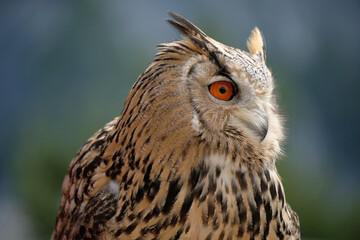 close up of an owl