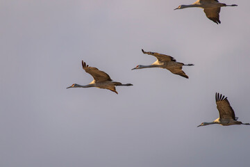 Sandhill cranes in flight;  Nebraska