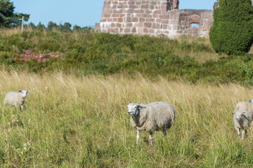 Scenery of the Aland Islands