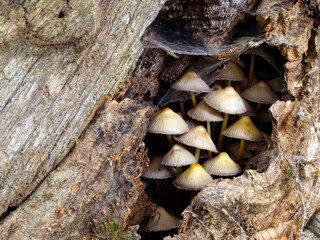 Coprinus spp.