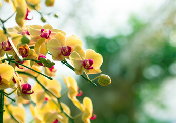 Yellow orchid or yellow orchid isolated on blurred background.