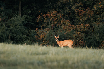 roe deer during sunrise on a meadow in the middle of a sunny day, wild nature, slovakia