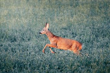roe deer during sunrise on a meadow in the middle of a sunny day, wild nature, slovakia