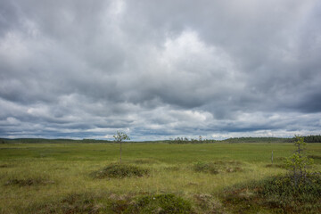 Fototapeta premium Landscape of the swamps of Patvinsuo National Park, Finland