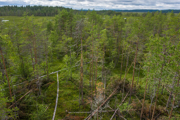 Landscape of the swamps of Patvinsuo National Park, Finland