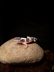 lizard gecko on a stone and a wooden floor in a black background