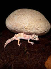 lizard gecko with a stone on a wooden floor and a black background