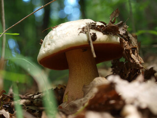 Boletus satanas