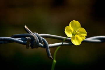 small field flower close-up, flower on a dark background