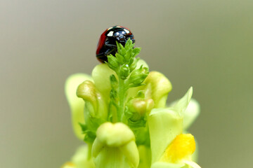 ladybug on a flower close-up © Stas