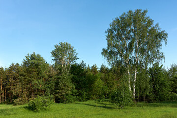 Fototapeta na wymiar beautiful summer landscape, birches and field