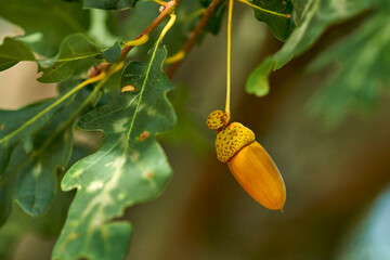 acorn on an oak branch close-up