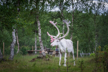 Wild white reindeer in Lapland, Finland
